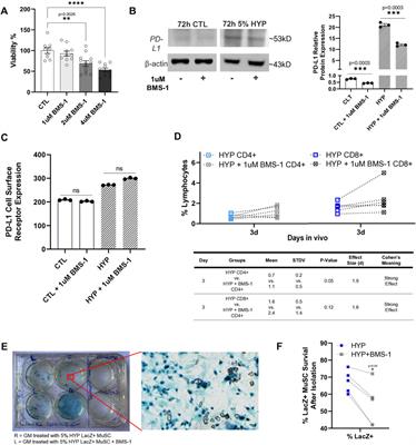 Hypoxia-induced PD-L1 expression and modulation of muscle stem cell allograft rejection